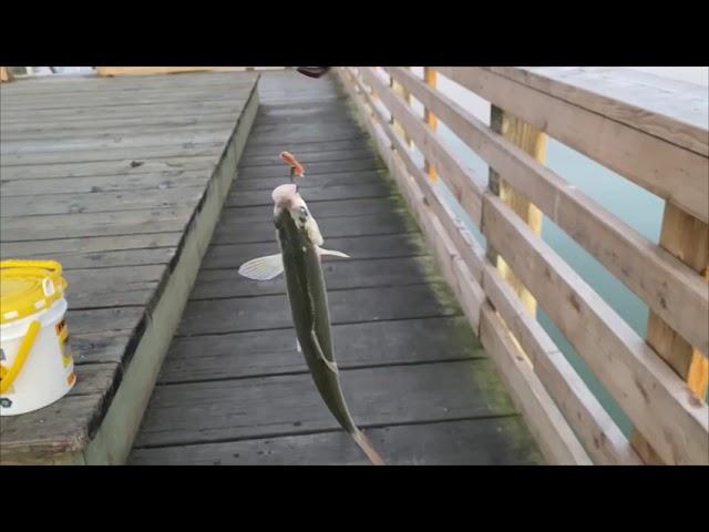 Fishing at Steveston Channel