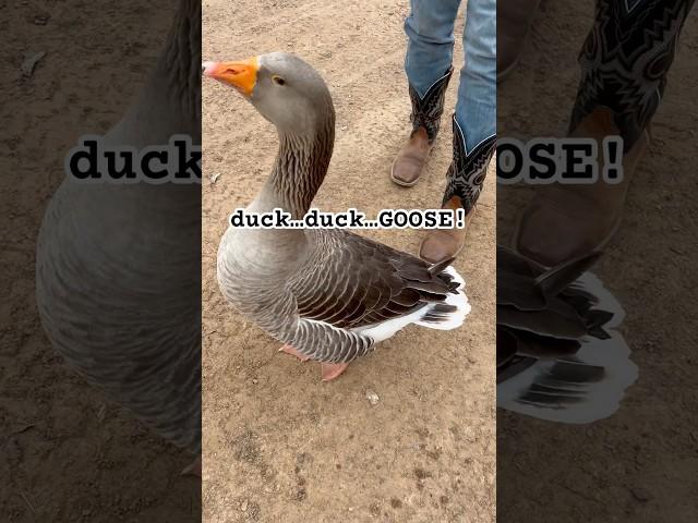 Duck…duck…goose!   🪿