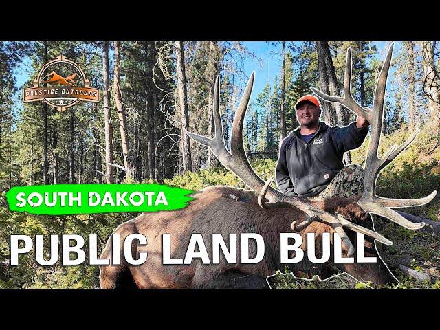 GIANT 8x7 SOUTH DAKOTA ELK on Public Land!!  These Bulls are FIRED UP!!