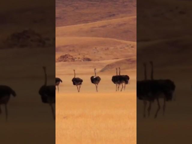 Ostrich Sounds (in desert)