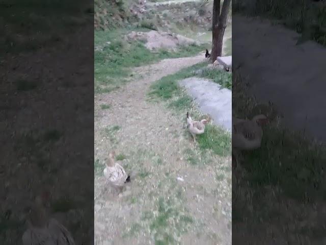 Beautiful home raised chicken in evening | Spring | Mountain Village | Nature Buddies #birds #uk