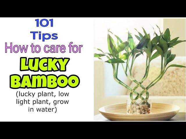How to Care for Lucky Bamboo Plant | The Ultimate Lucky Bamboo Plant Care Guide