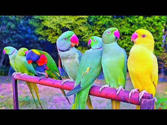 Beautiful Colourful Parrot Videos Compilation