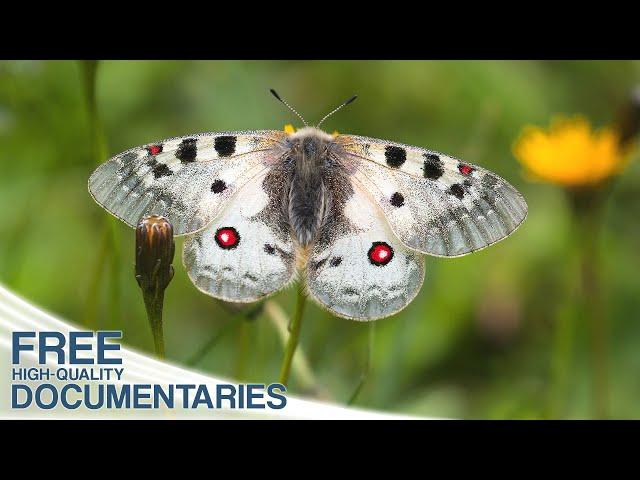 Children of the Sun - Butterflies