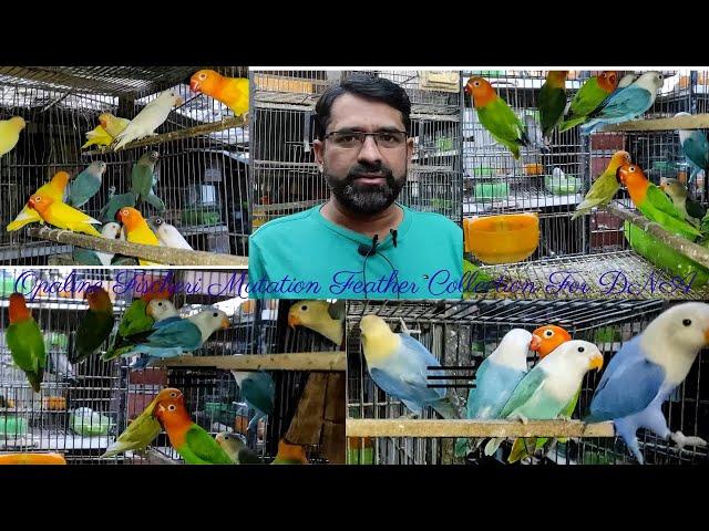 Dr Aviary | Opaline Fischeri Mutation Feather Collection For DNA