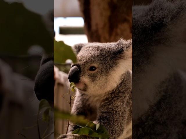 Koala is having lunch