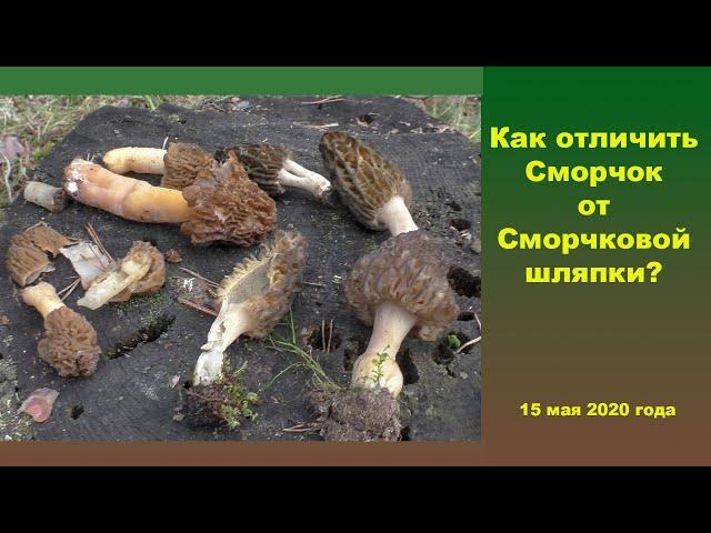 Как отличить Сморчок от Сморчковой шапочки?