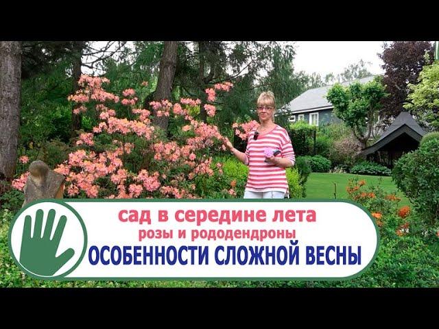 Видео журнал "СОФ №140" ОСОБЕННОСТИ СЛОЖНОЙ ВЕСНЫ. Сад в середине лета. Розы и рододендроны