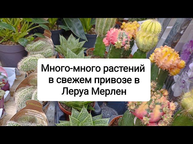 Много-много комнатных растений в Лемана Про