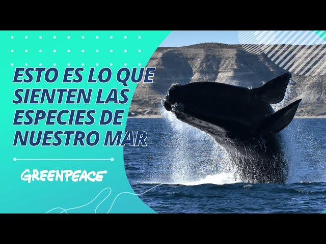 Esto es lo que sienten las especies de nuestro mar - Greenpeace Argentina