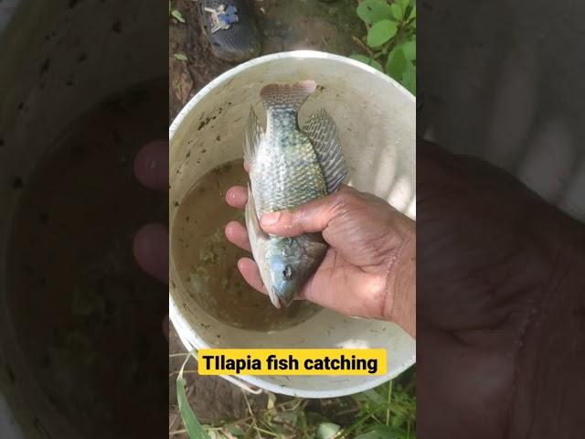 Tilapia fish catching from my farmLets make the fry#fish #tilapia #fishcatching #fishfarm