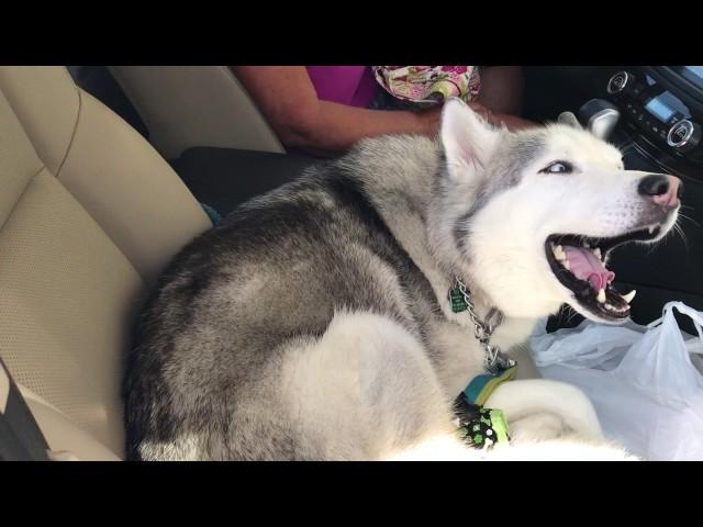 Stubborn Husky refuses to give up front seat