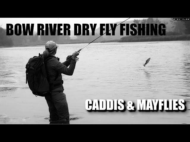 Dry Fly Fishing Alberta's Bow River - Caddis & Mayflies