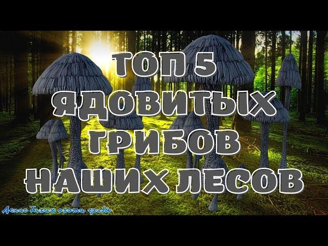 ТОП 5 ядовитых грибов наших лесов