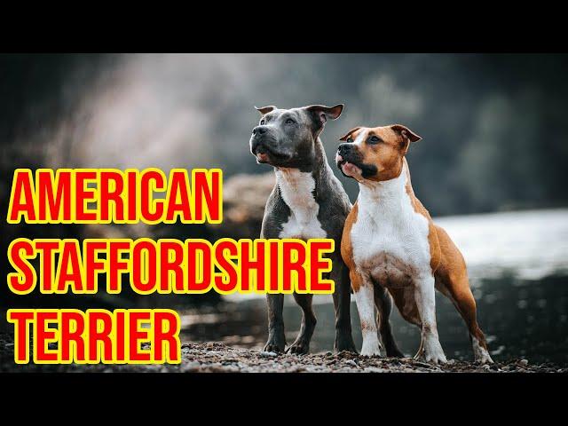 American Staffordshire Terrier Dog Breeds 101, All Info