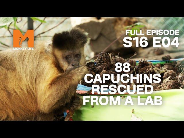 Old Rescues Catchup | Season 16 Episode 4 | Full Episode | Monkey Life