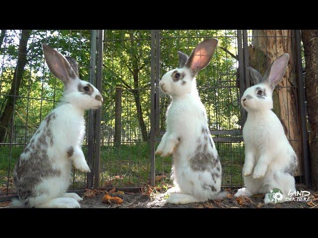 Die Osterkinder: Kaninchen wollen hüpfen!  