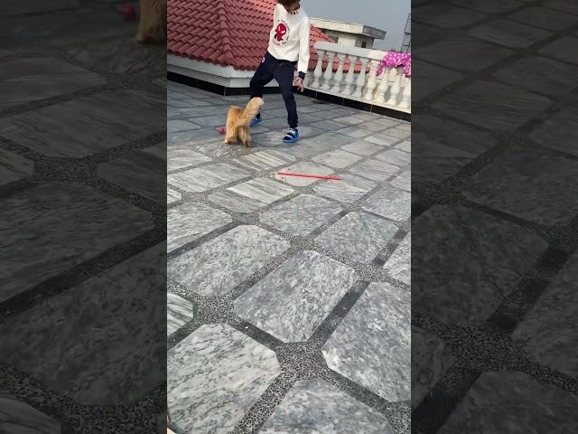 Meme memo football skills || playing with cats #youtube #saimahmedpassion #cat