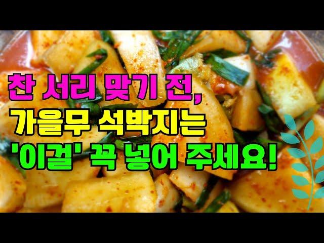 찬서리 맞기 전, 가을무 석박지는 '이걸' 꼭 넣어주세요~아삭아삭 맛이 끝내줍니다!!