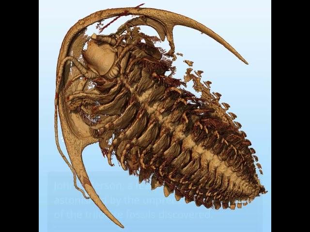 Unveiling the Pompeii of Trilobites: Ancient Fossils in Stunning Detail