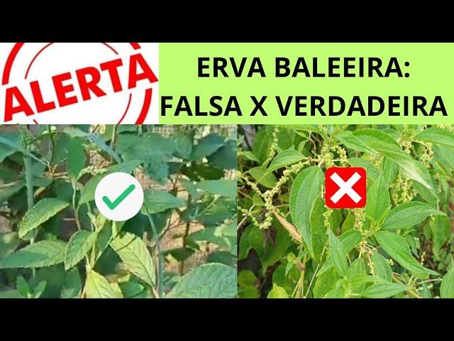 ERVA BALEEIRA | FALSA X VERDADEIRA | APRENDA A IDENTIFICAR CORRETAMENTE!