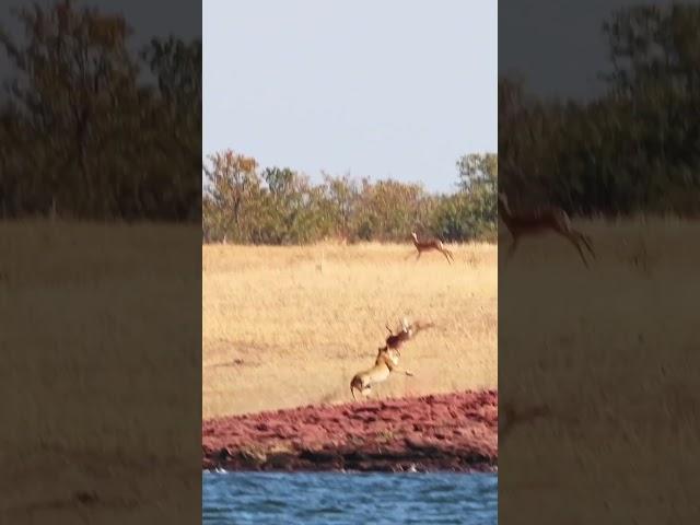 Impala Narrowly Escapes Lions Claws
