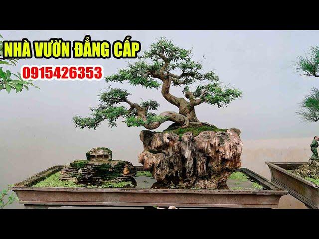 Thăm  Vườn Bon Sai Mini Cực Đẹp Của Mạc Huynh Văn Giang, Hưng Yên (LH 0915426353)