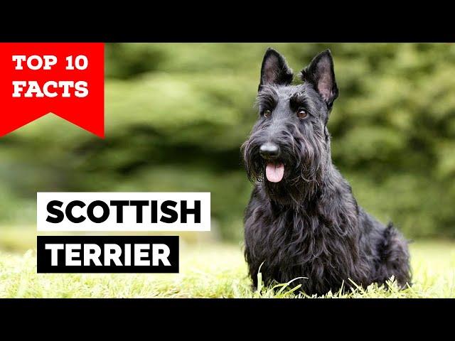 Scottish Terrier - Top 10 Facts