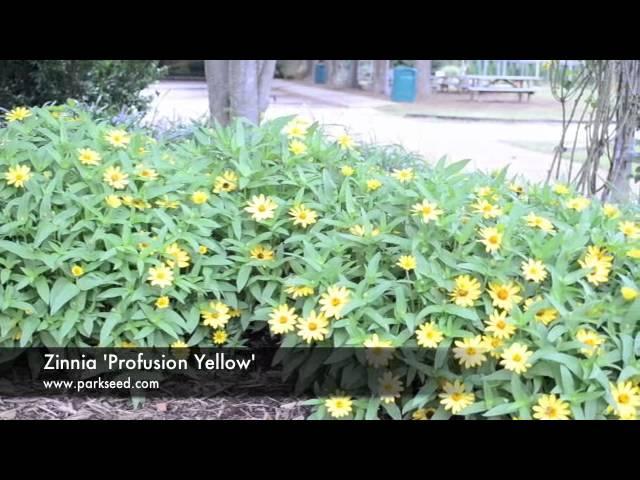 Zinnia 'Profusion Yellow'