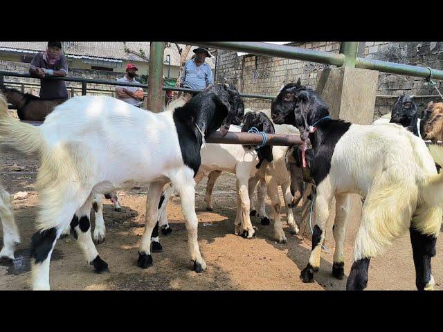 Bakalan Jantan Harga Murah Meriah !! Cocok Isi Kandang !! Pasar Kambing Tuban
