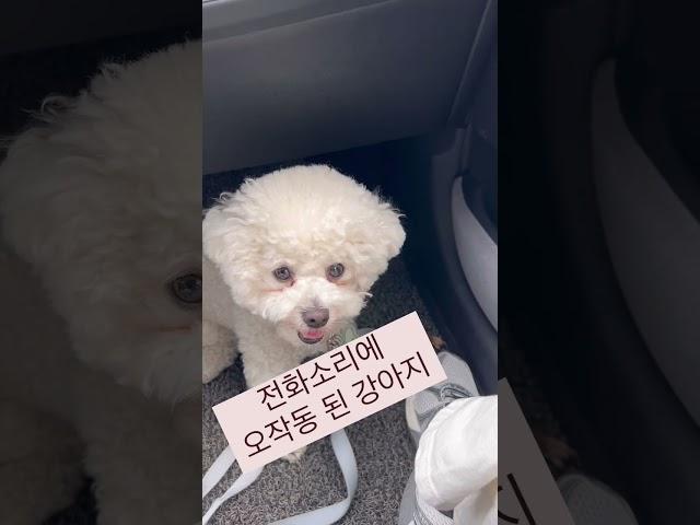 오잉 많이 들어본 것 같기도 하고 아닌 것 같기도 하고….️ #강아지