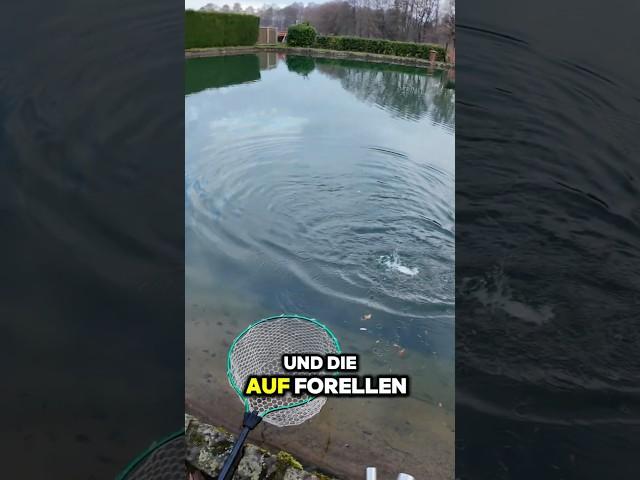 Sbirolino + Attracta Larv: Diese Schleppmontage sorgt für Forellen-Action beim #troutfishing