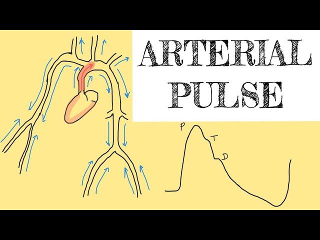 Arterial pulse