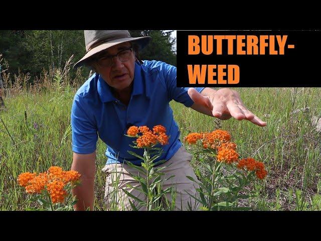 Butterfly-weed (Asclepias tuberosa) Profile