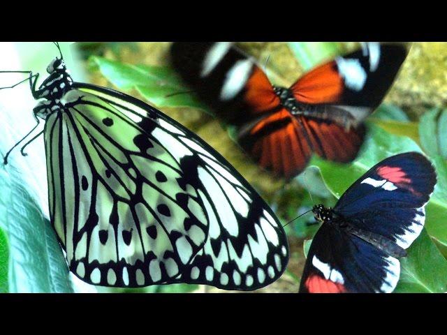 Butterflies Flying in Slow Motion HD - Houston Butterfly Museum