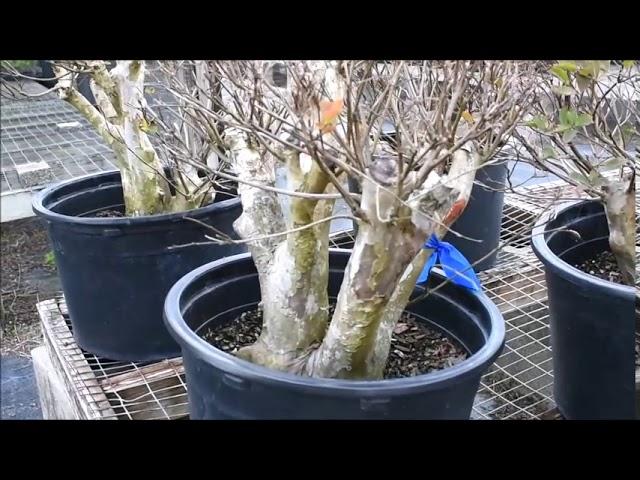 VISITING ARTIST Guy Guidry & Pre-Bonsai Material (Juniper & Crepe Myrtle) at Wigerts Bonsai Nursery