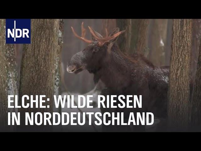 Die Rückkehr der Elche | Die Nordreportage | NDR Doku