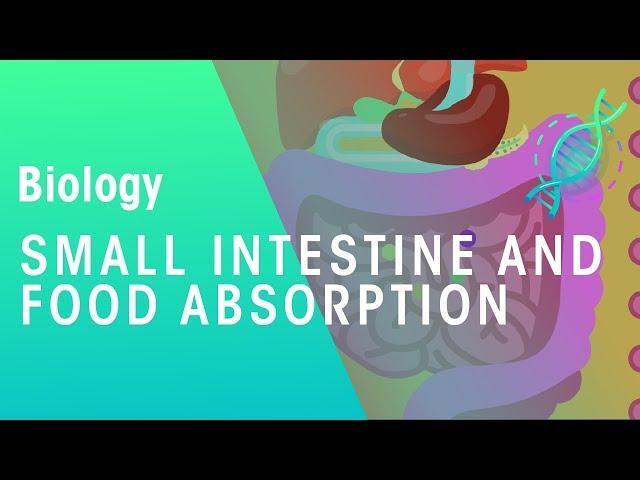 Small intestine and food absorption | Physiology | Biology | FuseSchool