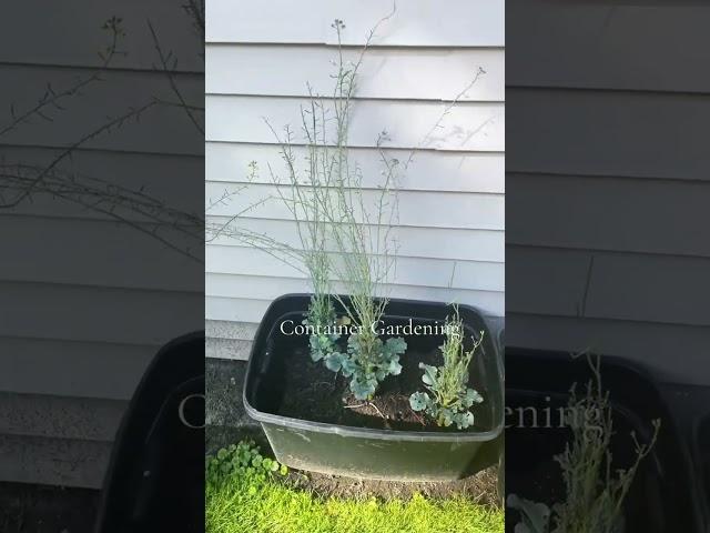 Final Container Garden Update Before Next Season #plants #garden