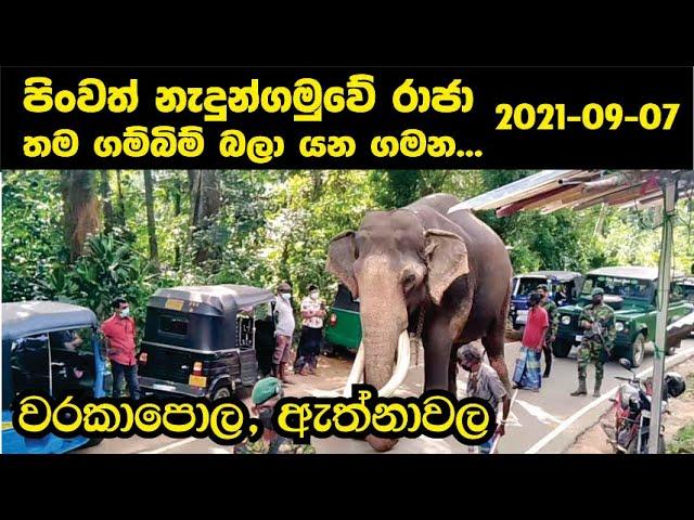 නැදුන්ගමුව රාජා ගම්බිම් බලා යන ගමනේ අද (2021-09-07) වරකාපොල, ඇත්නාවල | Nedungamuwe | Siyane Plus