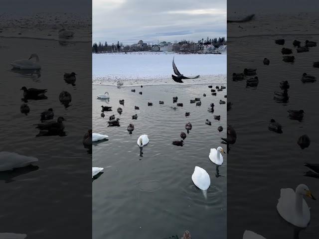 Reykjavík’s Birds   #travel #iceland #reykjavik #ice #winter