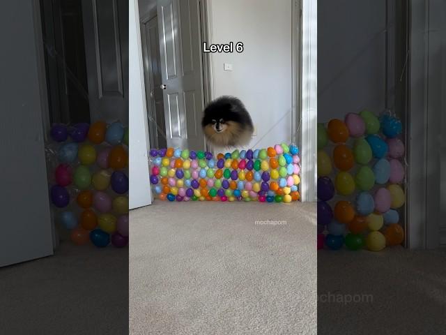 Adorable fluffy dog jumps over stacks of eggs  #easter #dog