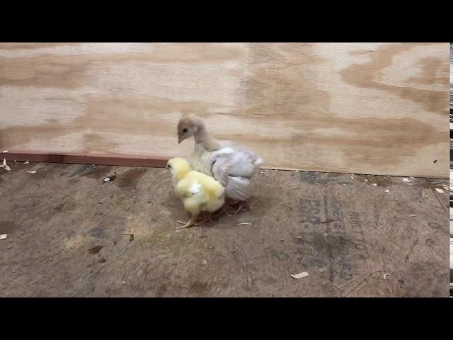 Baby Turkey Meets Baby Chick