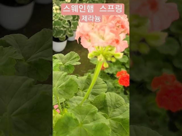 #은혜화훼판매장 #제라늄 스웨인햄 스프링
