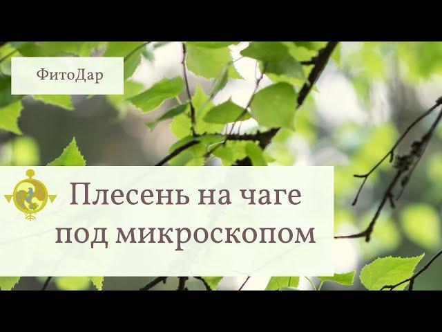 Плесень на чаге под микроскопом. ФитоДар