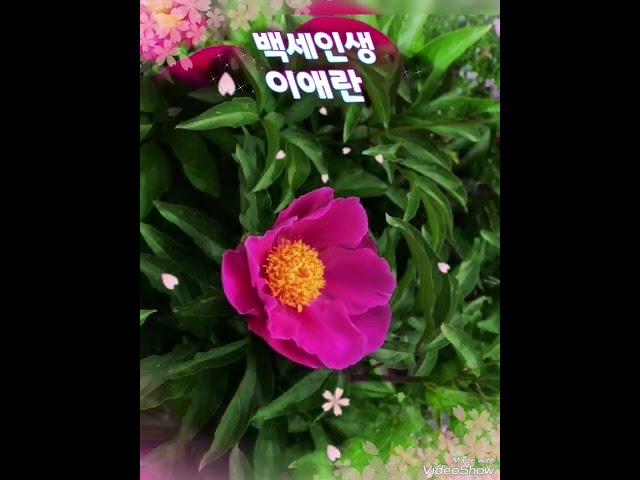 #백세인생 #이애란 #전체가사는댓글에 #김영희우리옷tv