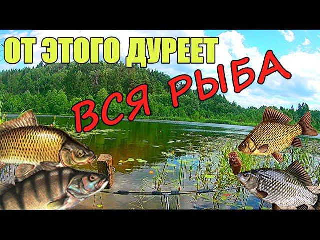 ЧТО ВЫБЕРЕТ РЫБА? ЖМЫХ или ГЕМАТОГЕН. Подводная съёмка.  Реакция рыбы.