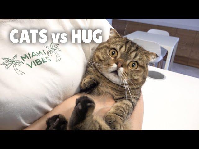 Cats vs Hug | Kittisaurus