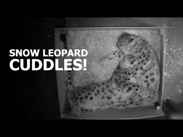 Snow leopard CUDDLES - The Big Cat Sanctuary