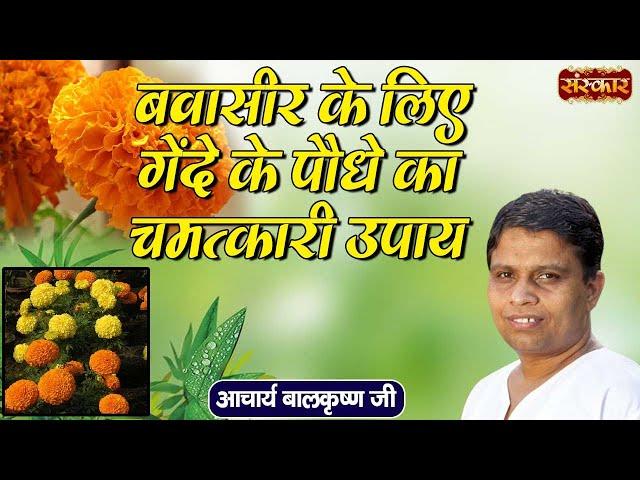 बवासीर के लिए गेंदे के पौधे का चमत्कारी उपाय | Remedies for Piles | Acharya Balkrishna Ji~Sanskar TV